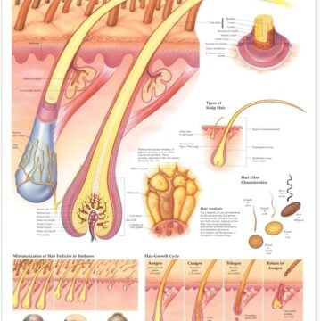The Human Hair Anatomical Chart - Soft Laminate