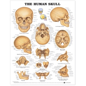 The Human Skull Anatomical Chart – Soft Laminate