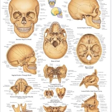 The Human Skull Anatomical Chart - Soft Laminate