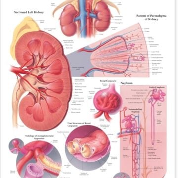 The Kidney Anatomical Chart - Soft Laminate