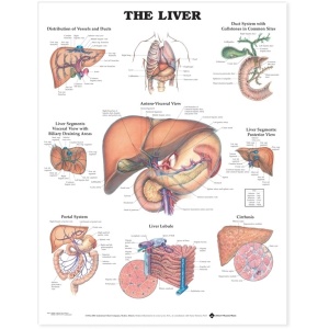 The Liver Anatomical Chart – Soft Laminate