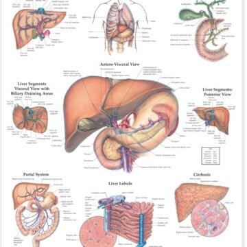 The Liver Anatomical Chart - Soft Laminate