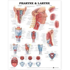 Pharynx & Larynx Anatomical Chart – Soft Laminate