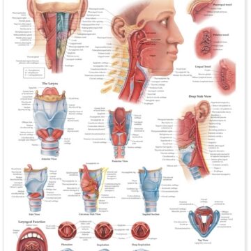 Pharynx & Larynx Anatomical Chart - Soft Laminate