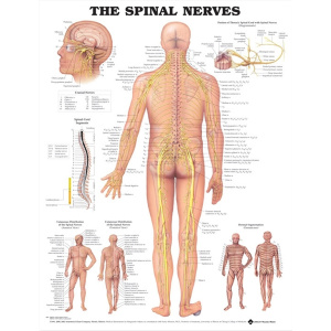 The Spinal Nerves Anatomical Chart – Soft Laminate