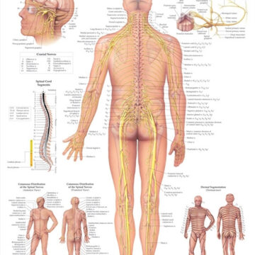 The Spinal Nerves Anatomical Chart - Soft Laminate