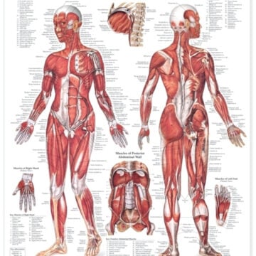 The Female Muscular System Anatomical Chart - Soft Laminate