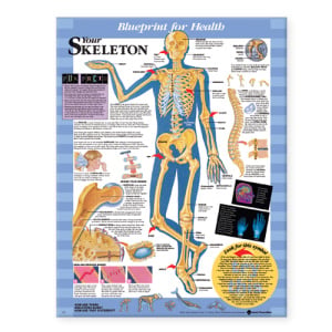 Blueprint for Health Your Skeleton Chart – Soft Laminate