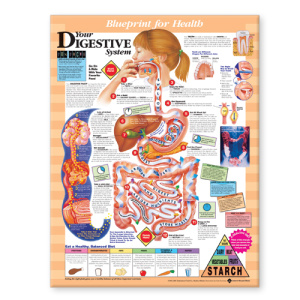 Blueprint for Health Your Digestive System Chart – Soft Laminate