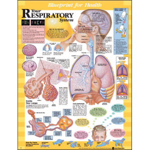Blueprint for Health Your Respiratory System Chart – Soft Laminate