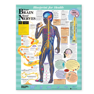 Blueprint for Health Your Brain and Nerves Chart – Soft Laminate