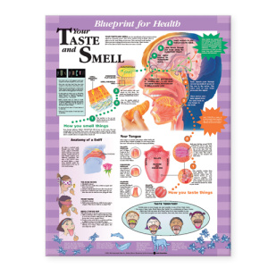 Blueprint for Health Your Taste and Smell Chart – Soft Laminate