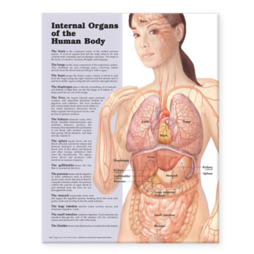 Internal Organs of the Human Body Anatomical Chart - Soft Laminate