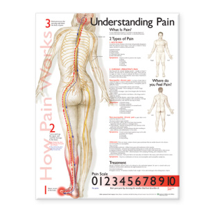 Understanding Pain Anatomical Chart – Soft Laminate