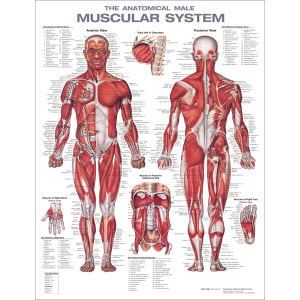 The Male Muscular System Anatomical Chart – Soft Laminate