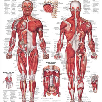 The Male Muscular System Anatomical Chart - Soft Laminate