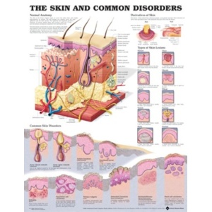 Common Lesions and Disorders of the Skin Anatomical Chart – Soft Laminate