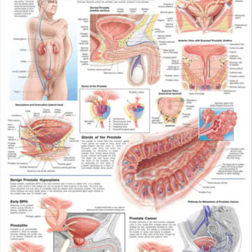 The Prostate Anatomical Chart - Soft Laminate