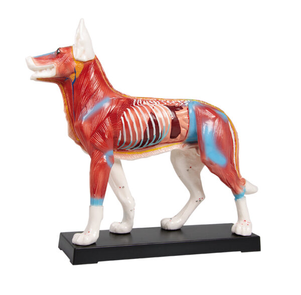 Acupuncture dog - APE Medical