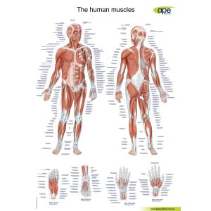 The Human Muscles Chart – Soft Laminated