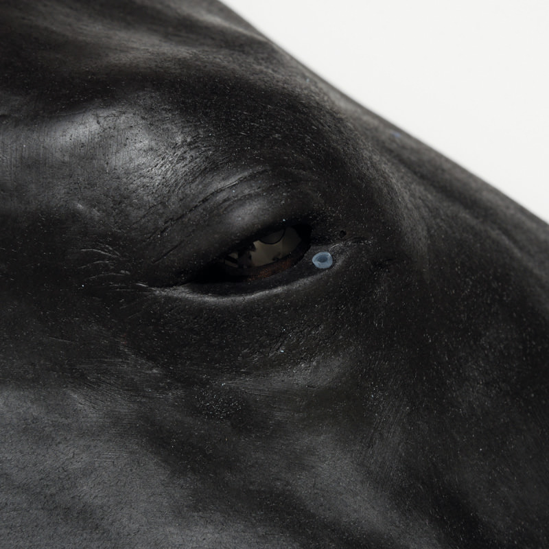 Equine Simulator 1.0 - 2