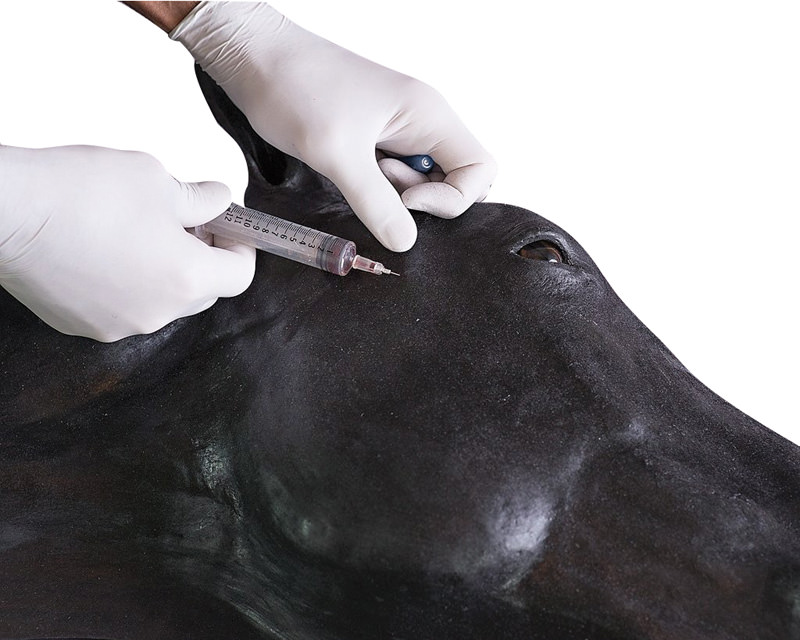 Equine Simulator 1.0 - 7