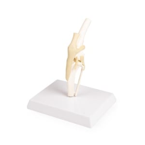 Canine Knee