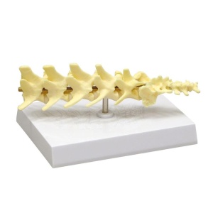 Canine Vertebral Column