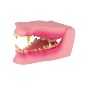 Canine Jaw healthy/diseased