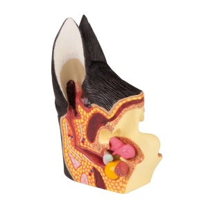 Canine ear, healthy/diseased