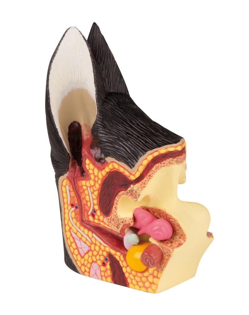 Canine ear, healthy/diseased