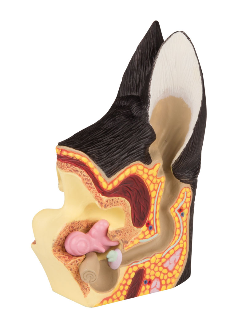 Canine ear, healthy/diseased - 2