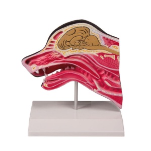 Median section of a dog head