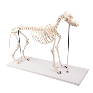 Dog Skeleton “Olaf”, life size