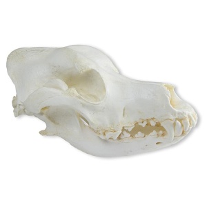Skull, Domestic dog, German shepherd (Canis familiaris)