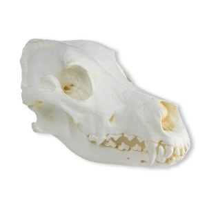 Skull, Domestic dog, great dane (Canis familiaris)