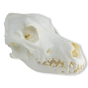 Skull, Domestic dog, great dane (Canis familiaris)