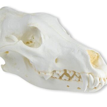 Skull, Wolf (Canis lupus), Alaskan Wolf