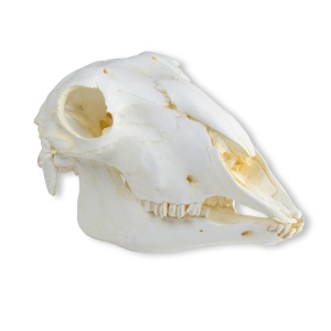 Skull, domestic sheep, female (Ovis aries)