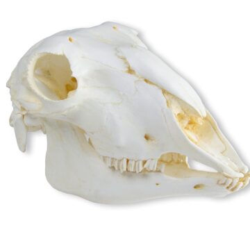 Skull, domestic sheep, female (Ovis aries)