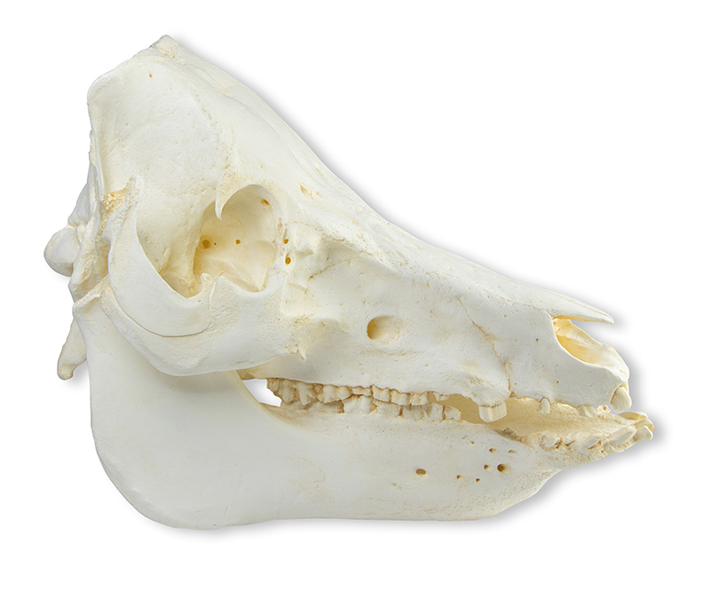 Skull domestic pig (Sus scrofa domesticus) - 2