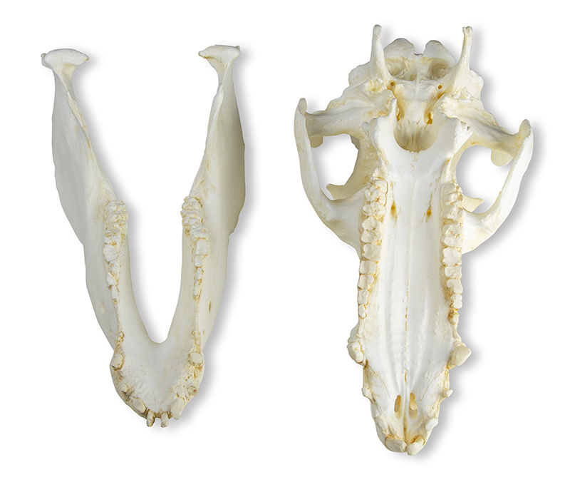 Skull domestic pig (Sus scrofa domesticus) - 3