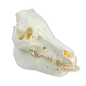 Skull domestic pig (Sus scrofa domesticus)