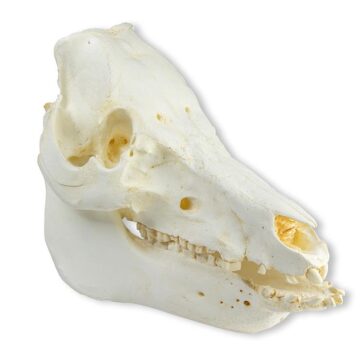 Skull domestic pig (Sus scrofa domesticus)