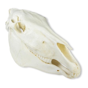 Skull, Horse (Equus caballus)