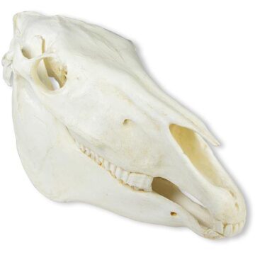 Skull, Horse (Equus caballus)