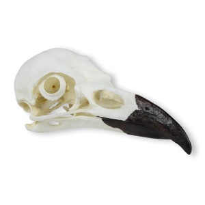 Skull Raven (Corvus corax)