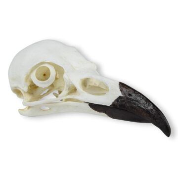 Skull Raven (Corvus corax)