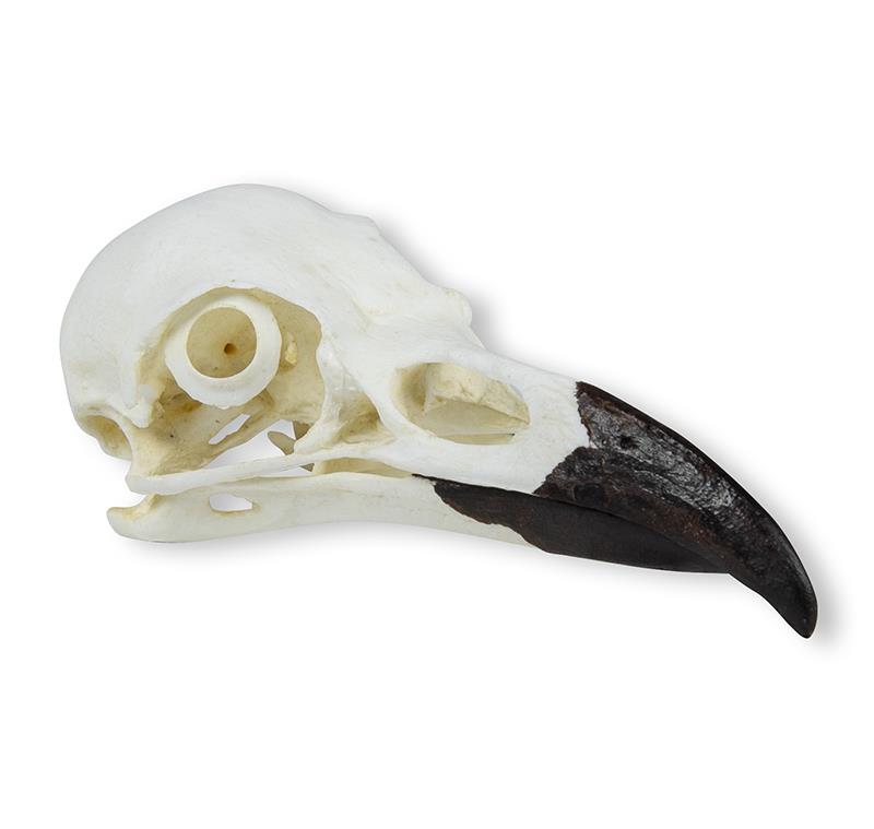 Skull Raven (Corvus corax)