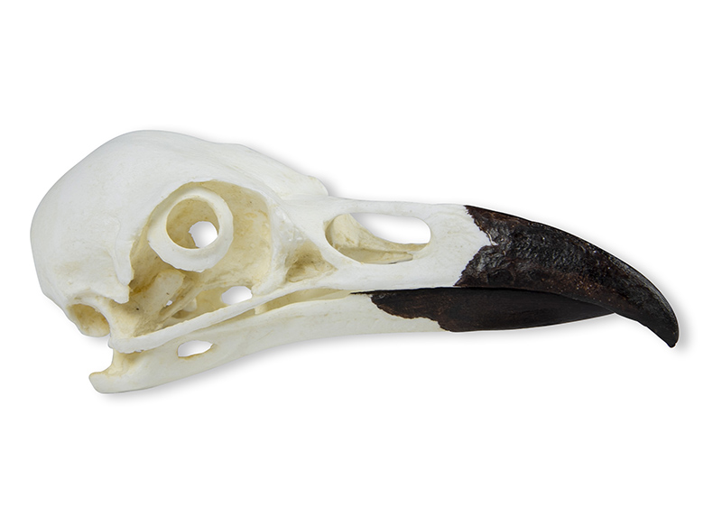 Skull Raven (Corvus corax) - 2